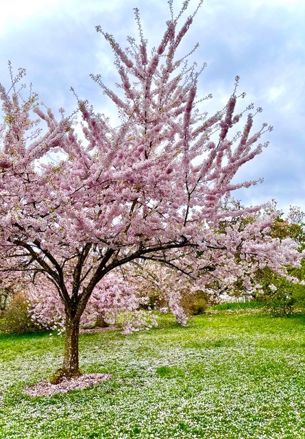 Peach Blossom Tree