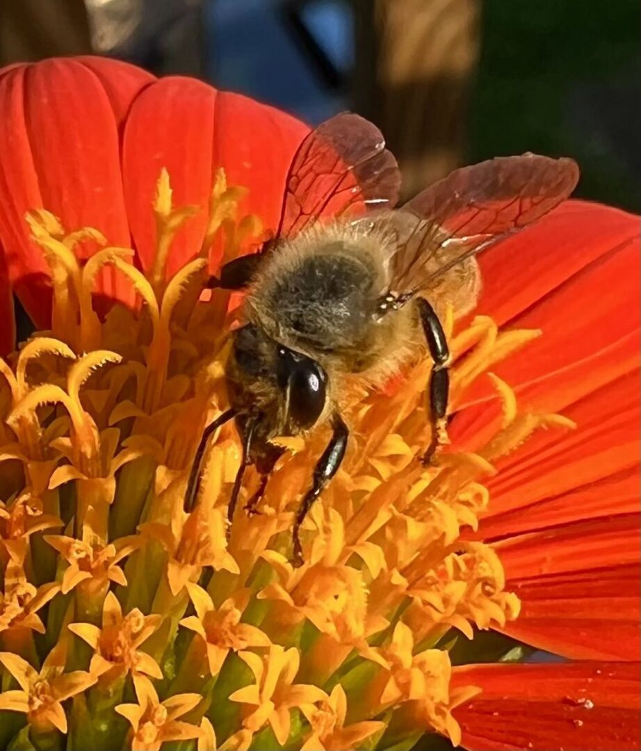 Bee w Red Flower.jpeg_1693324619